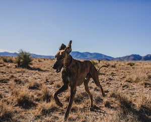 Hunting with Golden Eagles and Sighthounds: Brave Eagles and Swift Dogs