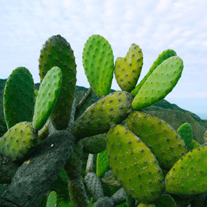 So, Can You Eat Cactus for Survival?