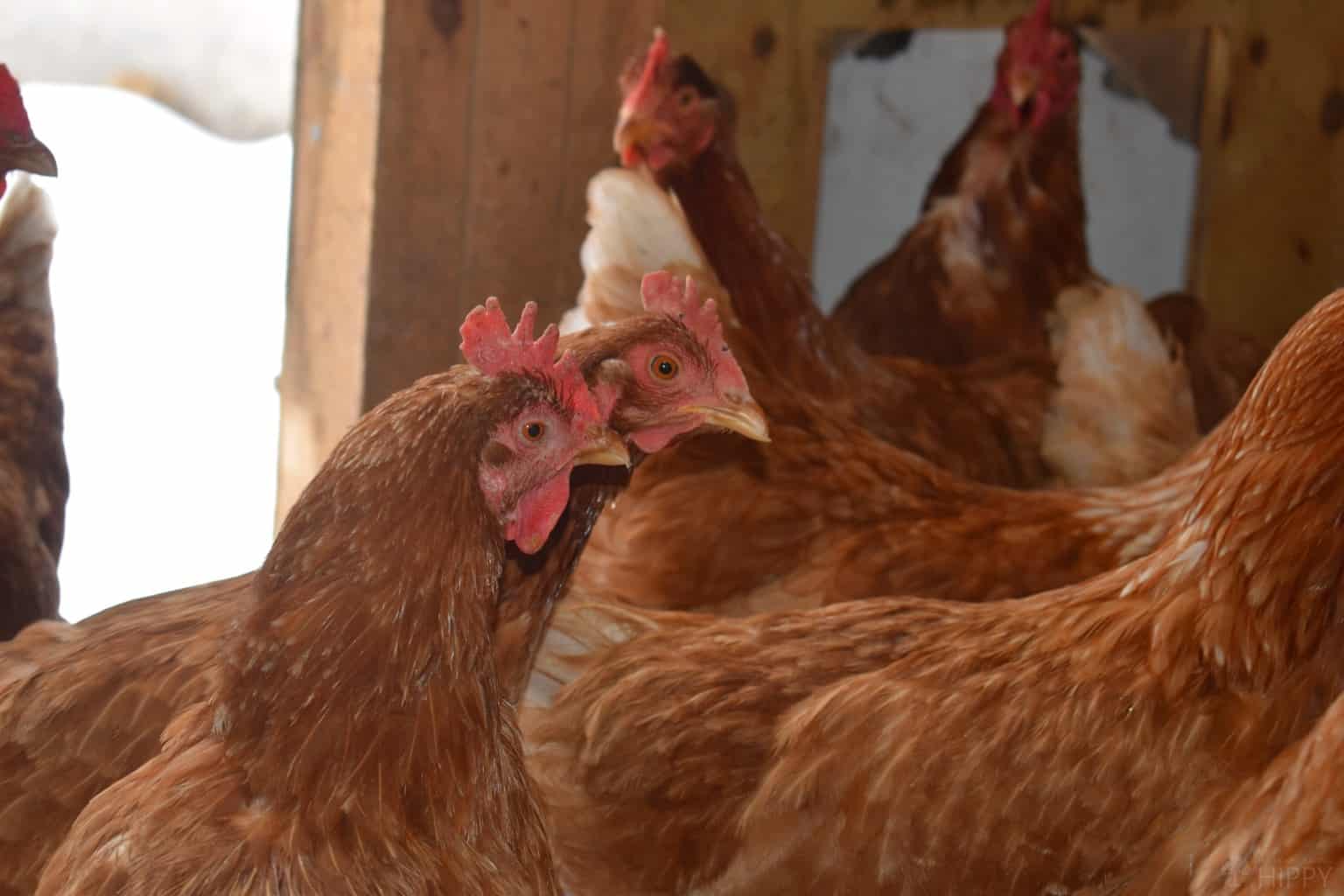 Can Chickens Eat Cilantro? Is it Safe?
