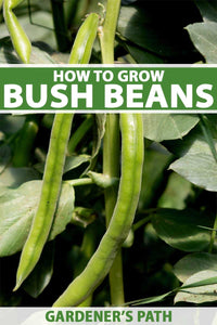 How to Grow Bush Beans