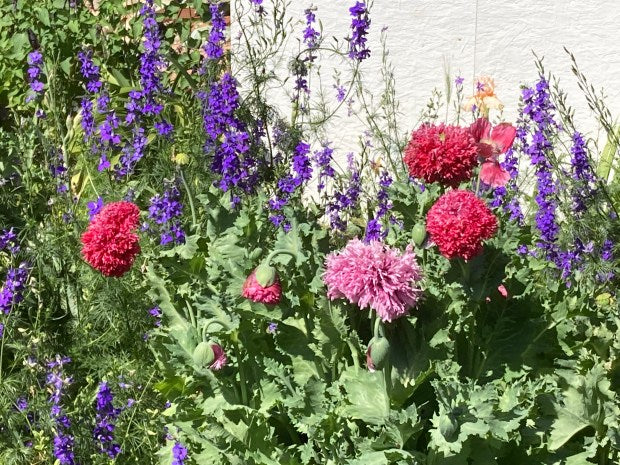 California’s native poppy is lovely, and so are these others, too