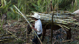 Following Mezcal’s Footsteps, Mexican Rum Is on the Rise