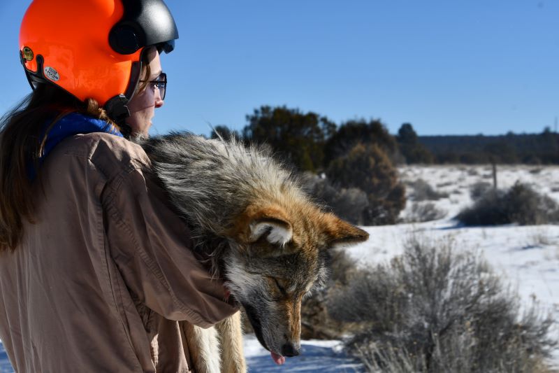 Mexican wolf numbers soar past 200