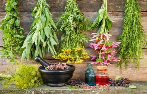 Healing Plants: Herbal Remedies from Traditional (  Harvest and Make Your Own Herbal Remedies )