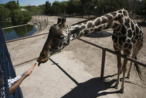 Activists say Benito the giraffe isn’t living his best life in small Mexican zoo